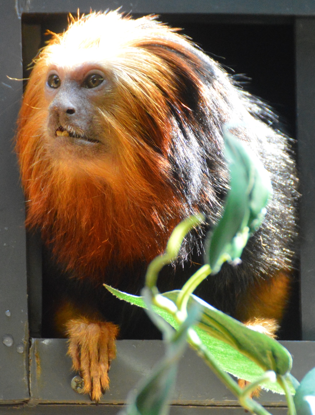 Primate - Tamarin Golden Lion - Columbia Zoo - 2014 07 -01